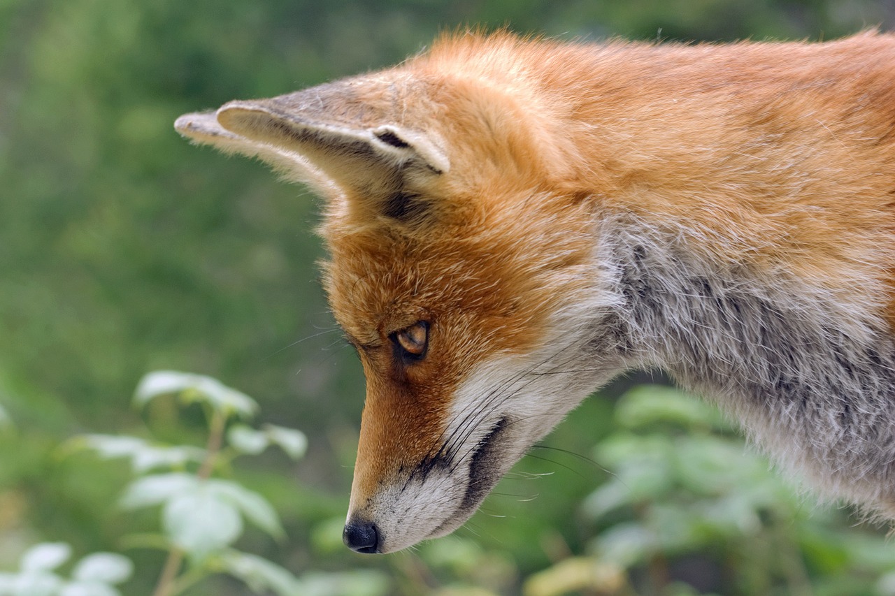 The Fox Wife's Shadow: Trickster Brides of Japanese and Korean Folklore
