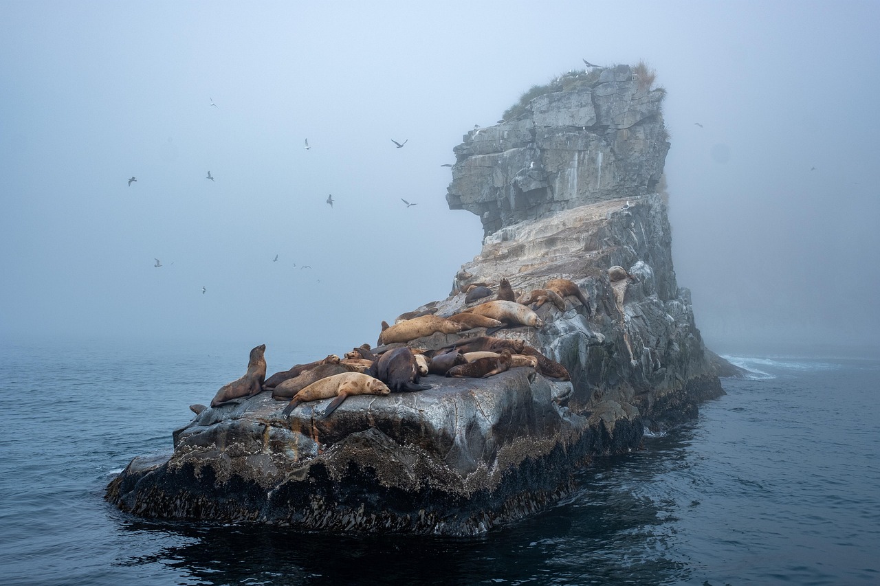 The Selkie's Borrowed Skin: Why We Keep Retelling the Seal-Wife's Story